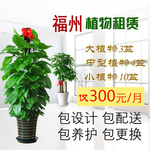 大型植物租摆观叶绿植出租养护 福州花卉绿植租赁 绿植租摆办公室