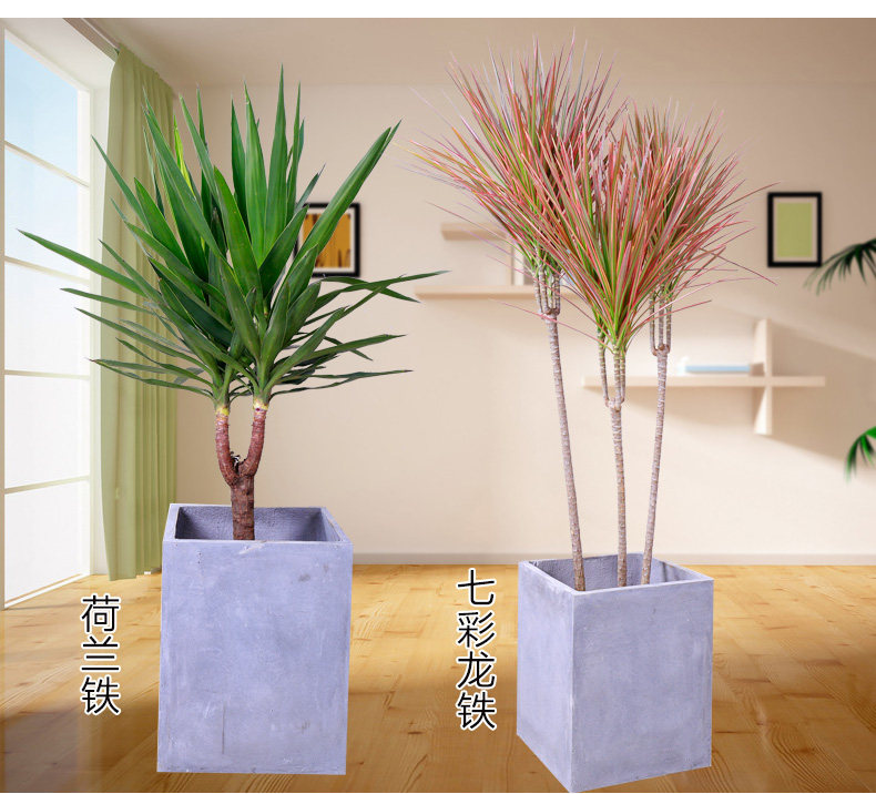 七彩马尾铁五彩千年木室内吸甲醛荷兰铁红竹观叶植物三色龙血树苗