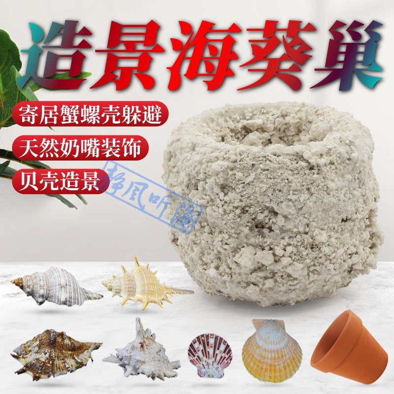 天然海螺贝壳螺海葵奶嘴防跑窝葵巢基座珊瑚水族箱鱼缸造景装饰