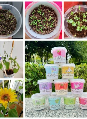 学生diy手工种植小盆栽幼