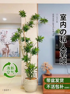 百合竹大盆栽真花绿植老桩造型客厅轻奢好养室内四季 常青大型植物