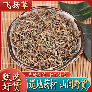 中药材飞扬草地锦草铁线草奶汁草红莲草斑雀草大乳汁草奶子飞杨草