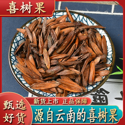 喜树果正品新货500g包邮千丈树水栗子天梓树中药材精选250g