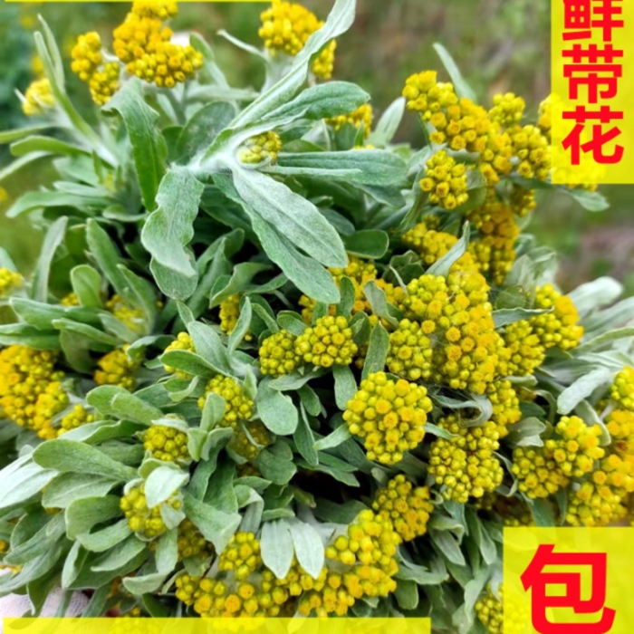 鼠曲草水蜜花新鲜棉籽菜清明草水牛花...