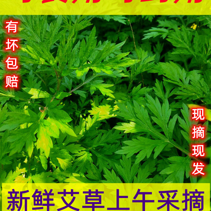 艾草野生艾叶新鲜苦蒿清明粑粑青团原材料当季现摘现发新货包邮