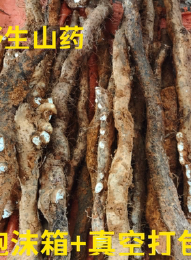 山药野生新鲜带泥香粉糯风铃野品种孕妇老人小孩健脾蔬菜桂林包邮