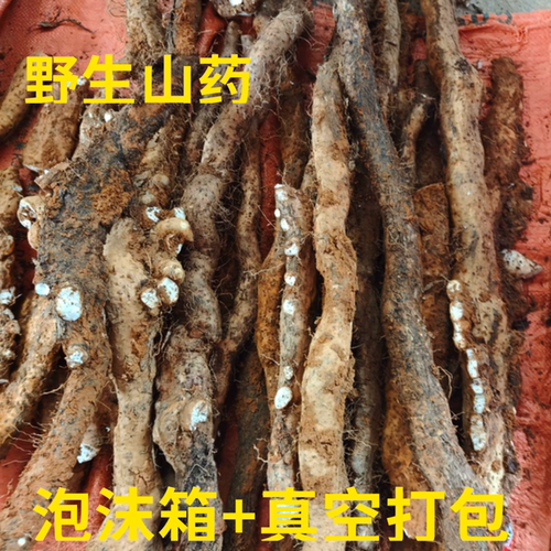 山药野生新鲜带泥香粉糯风铃野品种孕妇老人小孩健脾蔬菜桂林包邮