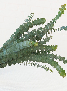 尤加利叶鲜花配草云南基地直发鲜切花材插瓶水养装饰花束搭配