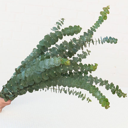 尤加利叶鲜花配草云南基地直发鲜切花材插瓶水养装饰花束搭配