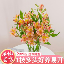 水仙百合鲜切花云南基地直发六出多头小众应季网红鲜花束好养易活