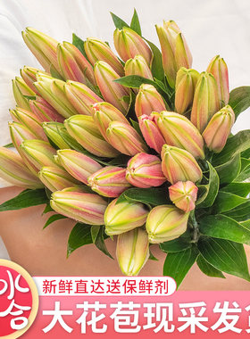 大头香水百合鲜花云南基地直发真花束重瓣鲜切花直批家用水养插花