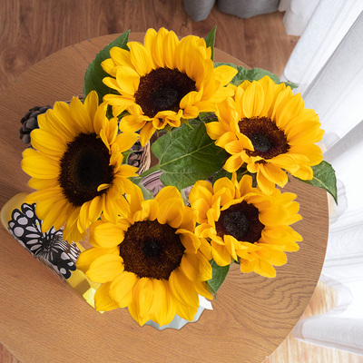 云南基地直发向日葵先切花