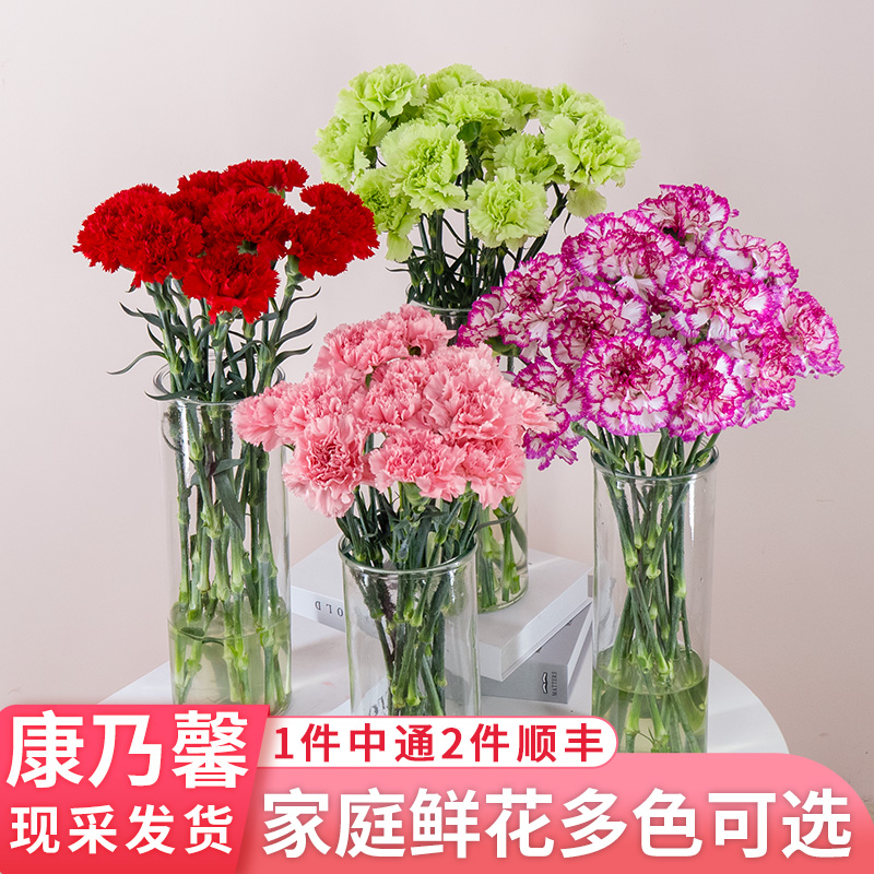 康乃馨鲜花云南基地直发鲜切花真花母亲节教师节花束家用水养插花