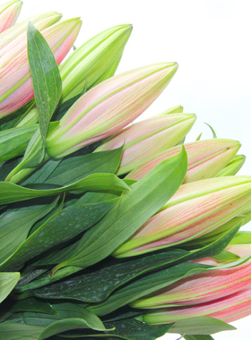 香水百合云南斗南基地家庭水养鲜花母亲节花束玫瑰向日葵鲜花直发