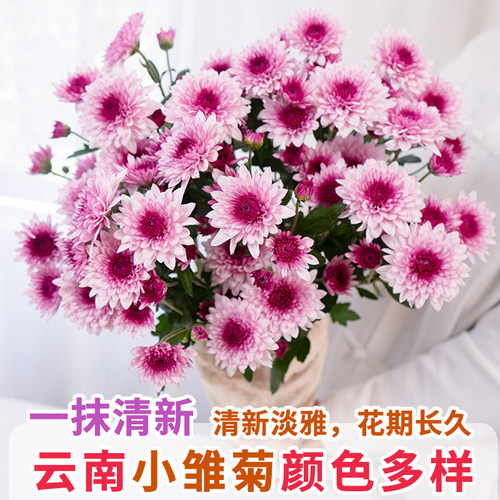小雏菊纽扣菊鲜切花束家庭水养