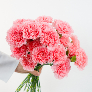 粉钻康乃馨鲜花云南基地直发现采现发母亲节礼物教师节
