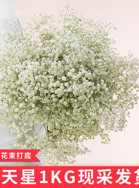 云南基地直发满天星鲜花