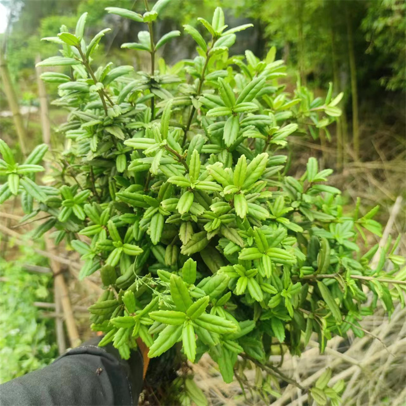 盆栽吊石苣苔 绿植岩泽兰 花卉石豇豆 盆景岩豇豆 苦苣苔苗植物