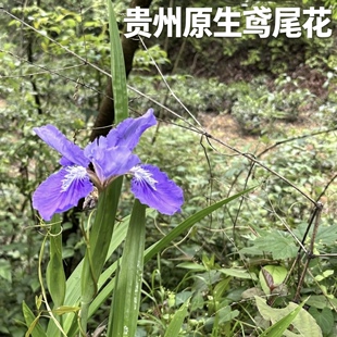 蓝花鸢尾苗庭院别墅花园地被植物盆栽马兰花苗草本多年生喜阴耐寒