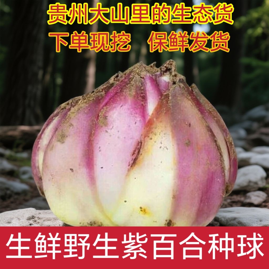 紫百合种球 食用百合干片 新鲜可种植盆栽 药用食用泡茶煲汤食材图片