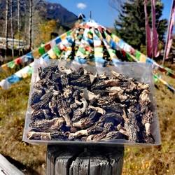 阿坝州九寨沟松潘县藏家自晒的纯野生羊肚菌半斤装一斤装包邮