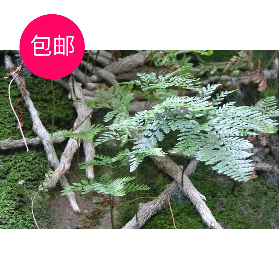 野生中草药白毛蛇 上树蛇 白毛伸筋 毛石蚕 石祈蛇 白毛骨碎补