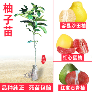沙田柚子树苗水果苗三红心白肉蜜柚红宝石桂柚栽南北方种植嫁接