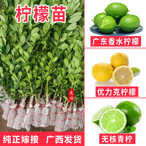 当年结果香水柠檬树苗广东柠檬苗