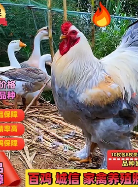 巨型婆罗门鸡活苗受精种蛋纯种梵天鸡种蛋大型观赏宠物鸡受精蛋纯