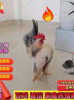 塞拉玛鸡种蛋小体观赏鸡精品种蛋可孵化蛋受精蛋矮脚鸡小玲珑种蛋