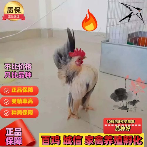 塞拉玛鸡种蛋小体观赏鸡精品种蛋可孵化蛋受精蛋矮脚鸡小玲珑种蛋