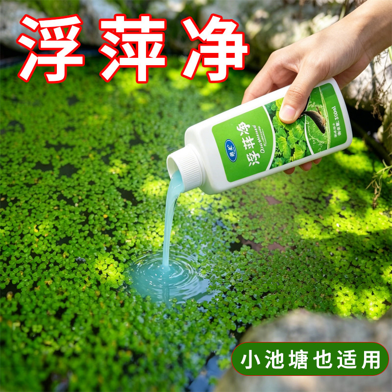 养殖不伤藕虾蟹圆心萍浮净化水质绿藻青苔水藻褐藻浮萍净