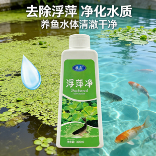 养殖不伤藕虾蟹圆心萍浮净化水质绿藻青苔水藻褐藻浮萍净