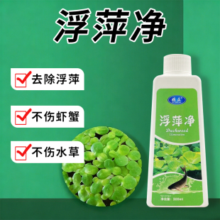 圆心萍浮萍净化水质水培植物去绿藻青苔水藻褐藻浮萍净