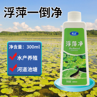 圆心萍浮萍净化水质水培植物去绿藻青苔水藻褐藻浮萍净