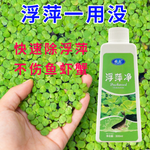 圆心萍浮萍净化水质水培植物去绿藻青苔水藻褐藻浮萍净
