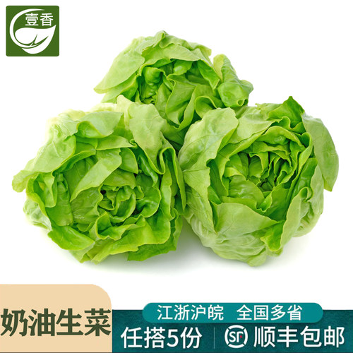 新鲜奶油生菜蔬菜沙拉食材