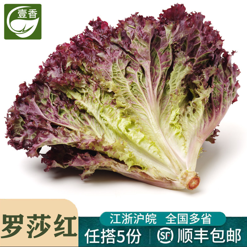 壹香 红叶生菜500g 罗莎红 紫叶生菜 新鲜沙拉蔬菜西餐轻食食材