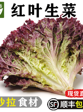 新鲜红叶生菜1-5斤 罗莎红紫叶生菜西餐沙拉蔬菜凉拌健身轻食食材