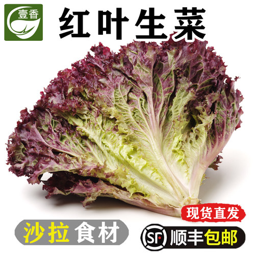 新鲜红叶生菜凉拌轻食沙拉蔬菜