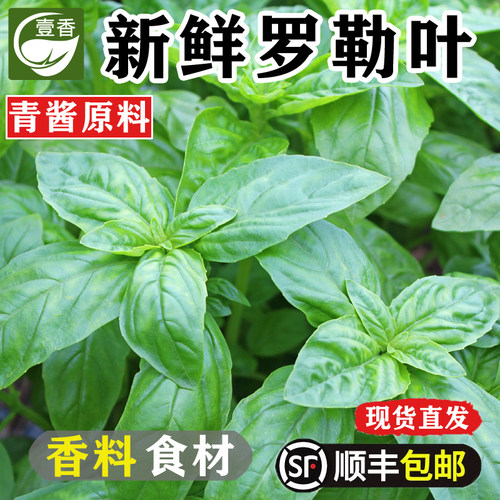 新鲜食用罗勒叶青酱意面西餐香料