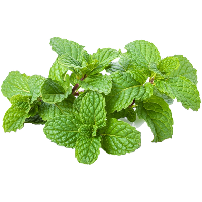 新鲜薄荷尖薄荷头茶饮奶茶装饰用