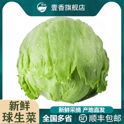 新鲜球生菜沙拉汉堡食材顺丰发货