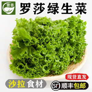 新鲜罗莎绿生菜沙拉汉堡火锅配菜