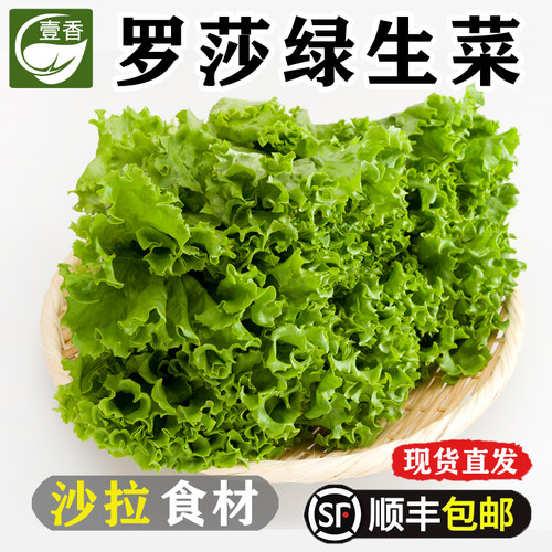 新鲜罗莎绿生菜沙拉火锅烤肉配菜