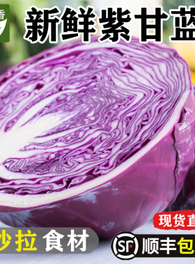 新鲜紫甘蓝5斤 紫包菜 紫色球生菜红椰菜西餐蔬菜轻食沙拉食材