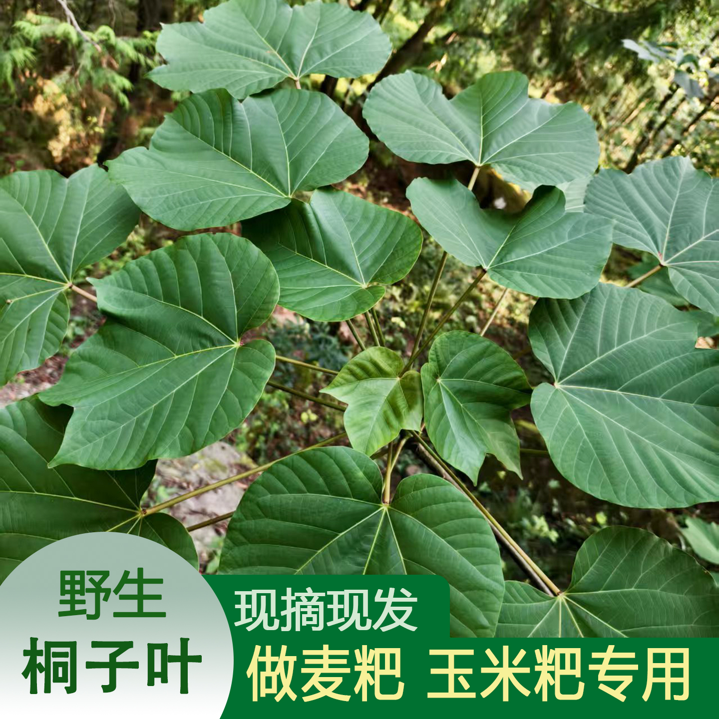 新鲜纯野生桐子叶现摘玉米粑叶子