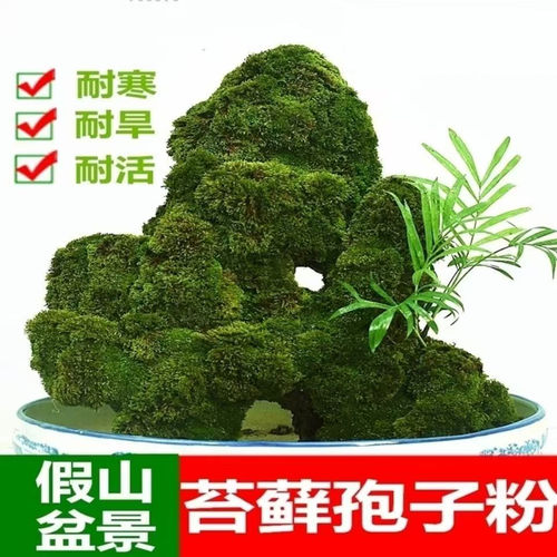 苔藓植物吸水石假山上水石盆景草四季鲜活青苔种籽苔藓孢子粉