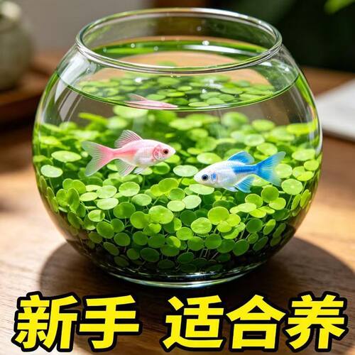 水草生态造景养鱼小对叶鱼缸免洗四季速成牛毛水草新手易养
