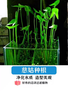 水生植物慈姑种苗茨菇苗燕尾草挺水水草湿地鱼缸池塘净化花卉种球